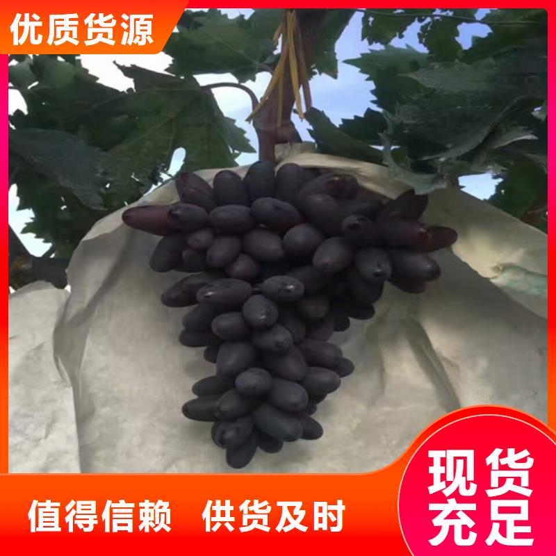 甜蜜蓝宝石葡萄苗种植品种选择源头工厂量大优惠