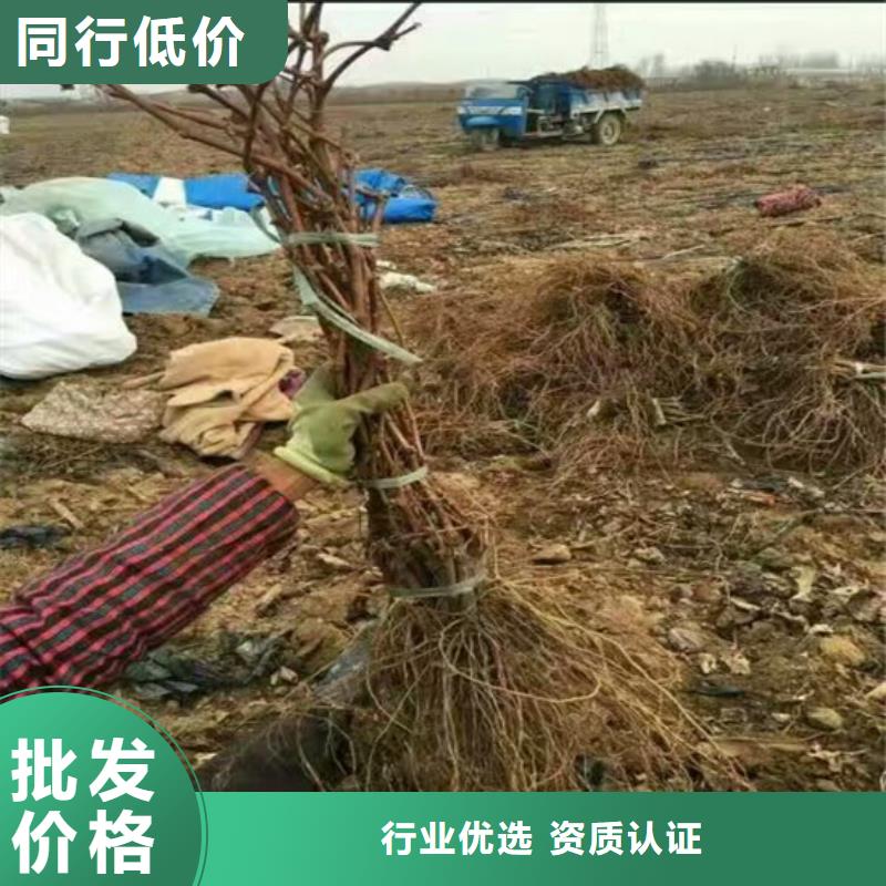 无核葡萄苗厂家-行业海量现货直销