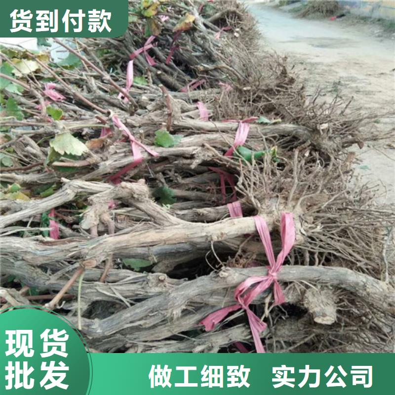 新鄉(xiāng)克瑞森葡萄苗-一家專業(yè)的廠家