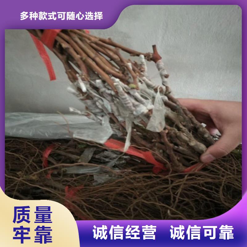 阳光玫瑰葡萄苗询问报价海量现货直销