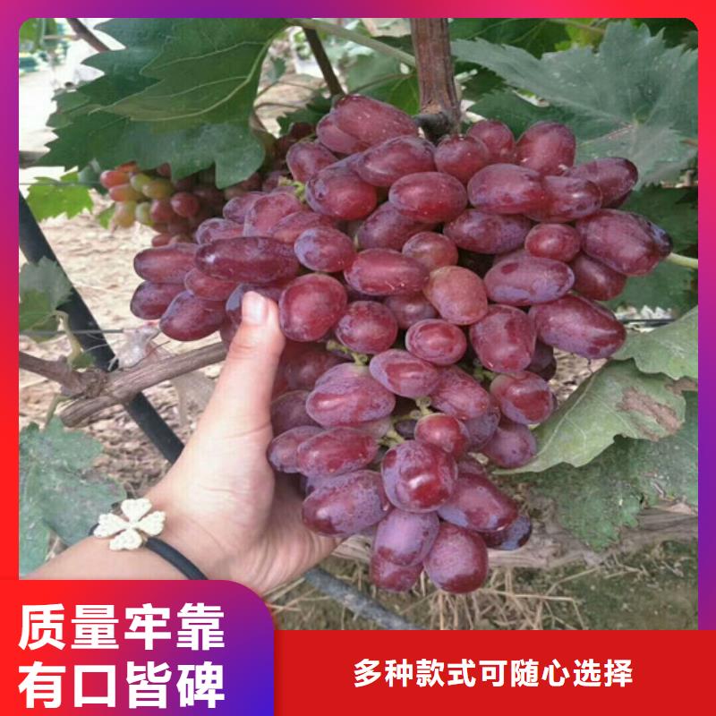 衛(wèi)濱美人指葡萄苗耐儲存品種同城服務(wù)商