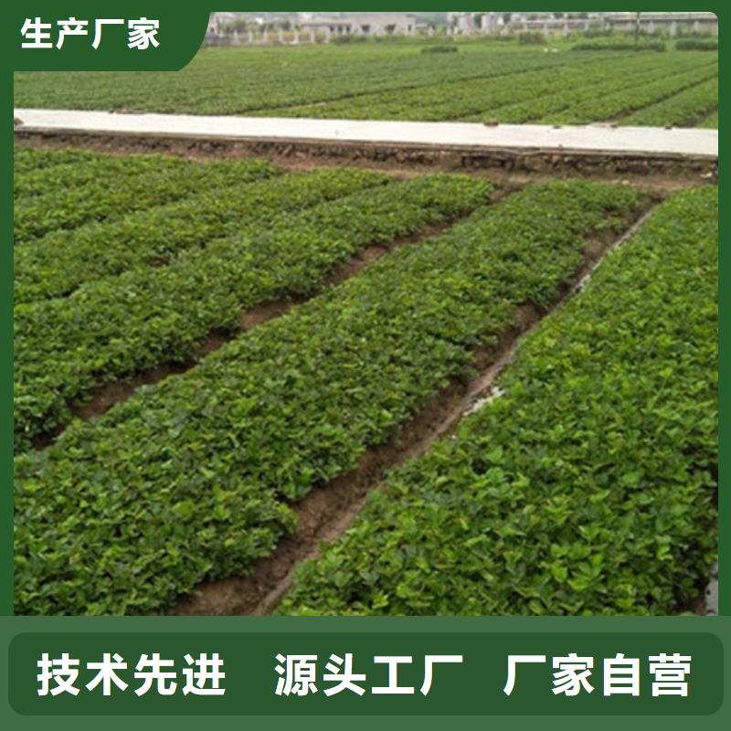 下关哪里卖奶油草莓苗，奶油草莓苗育苗厂家现货采购