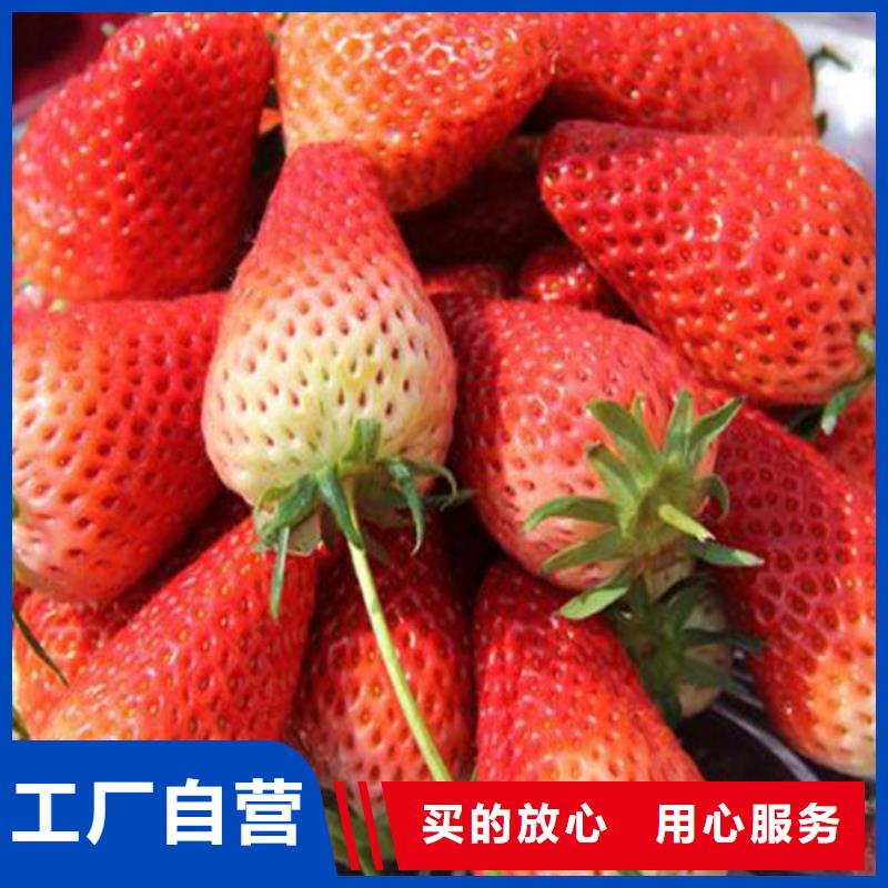 一年生隋珠草莓苗，隋珠草莓苗品種齊全多行業(yè)適用