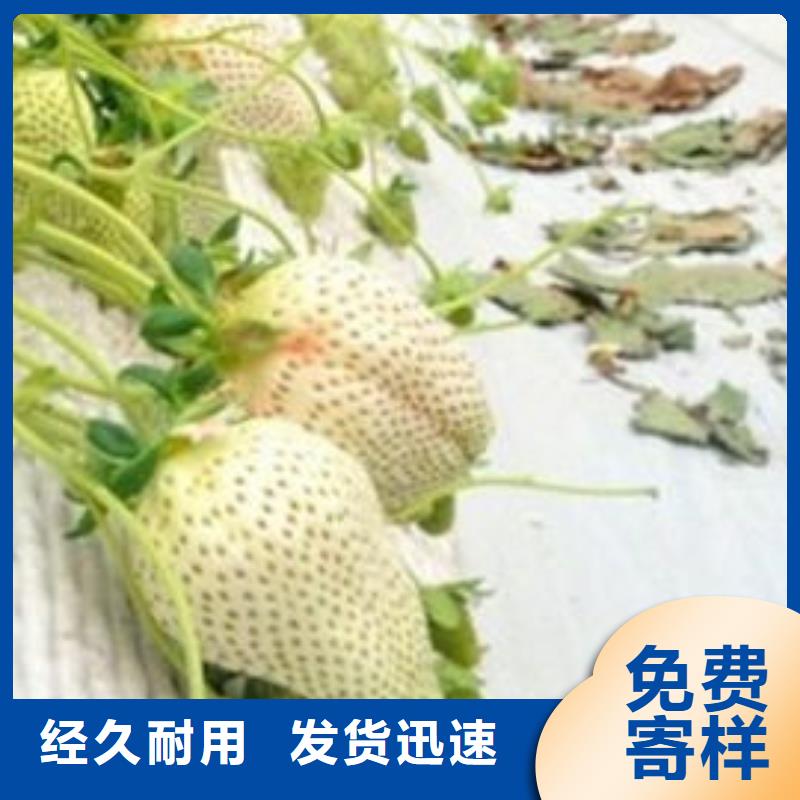 哪里买二代草莓苗，二代草莓苗种苗同城供应商