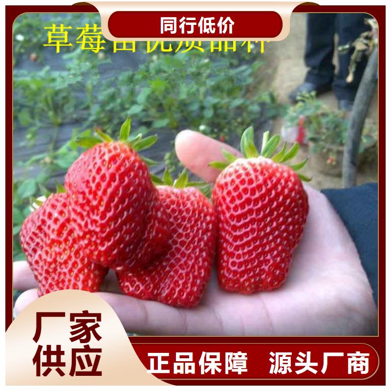 白草莓苗質(zhì)量穩(wěn)定工廠自營