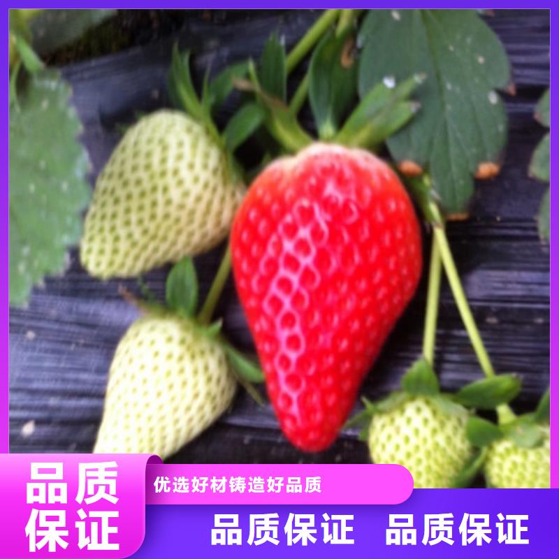 草莓苗天仙醉草莓苗发货及时全新升级品质保障