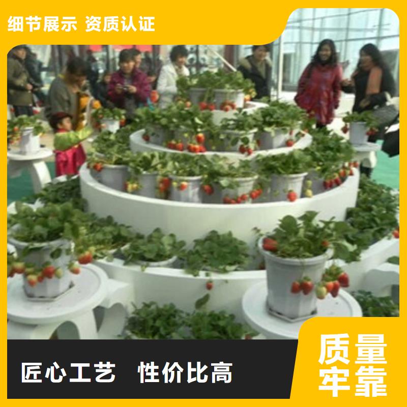 長(zhǎng)垣紅99草莓苗為您服務(wù)