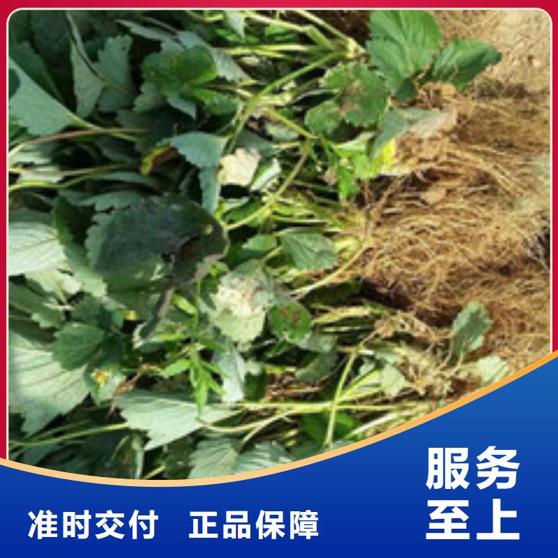 貴港巧克力草莓苗、巧克力草莓苗廠家直銷