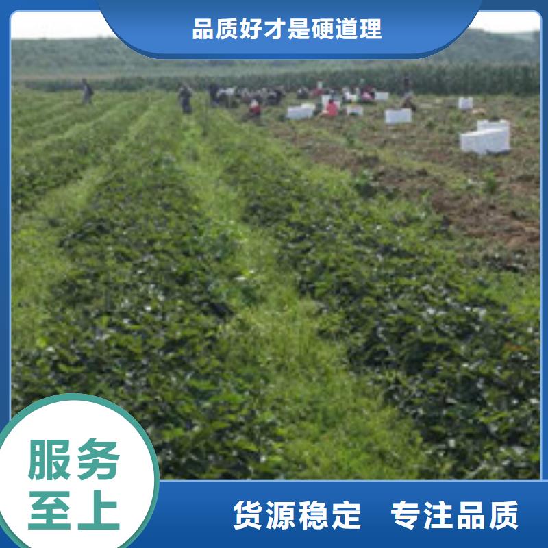 草莓苗果樹苗客戶好評(píng)同城經(jīng)銷商