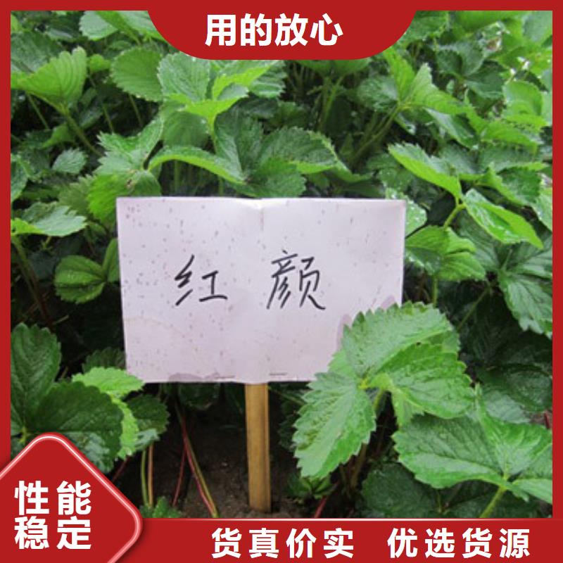 長垣紅99草莓苗為您服務(wù)誠信商家服務(wù)熱情