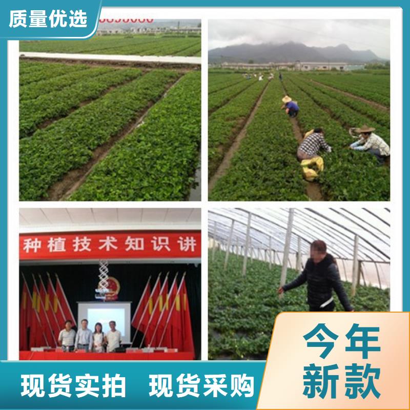 草莓苗價(jià)格本地服務(wù)商