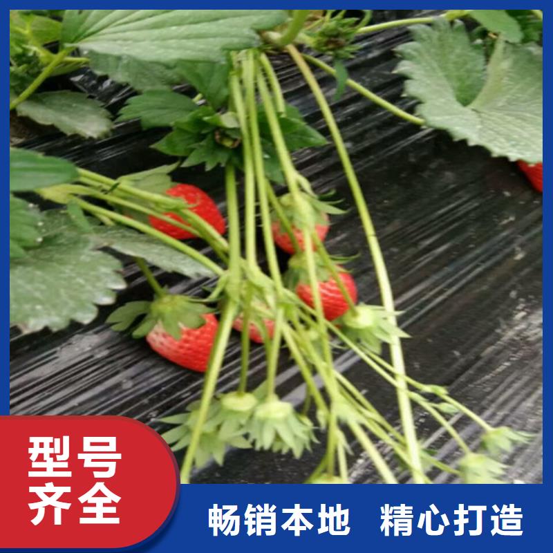 巧克力草莓苗高產(chǎn)豐收當(dāng)?shù)貜S家