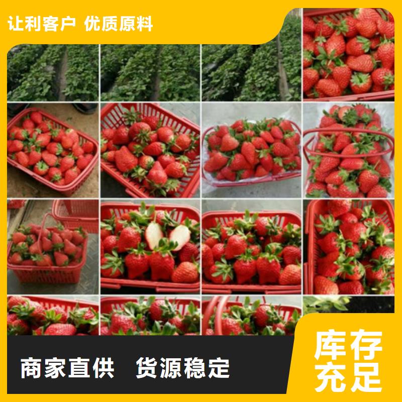 红颜草莓苗多少钱一棵同城经销商