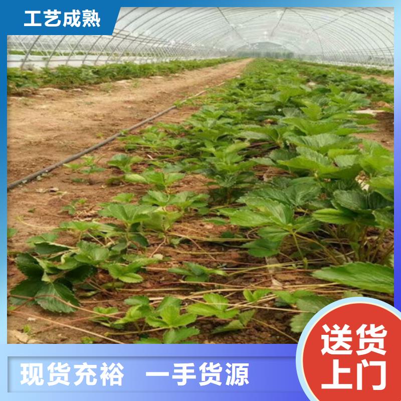 草莓苗白桃樹苗廠家直銷直供信譽至上