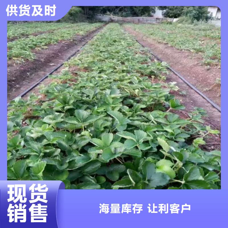 廠家直銷紅頰草莓苗、可定制多年行業(yè)經(jīng)驗
