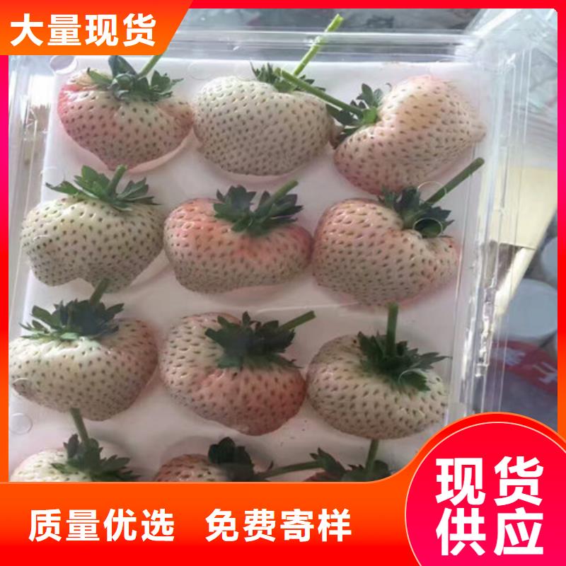 貴港巧克力草莓苗、巧克力草莓苗廠家直銷