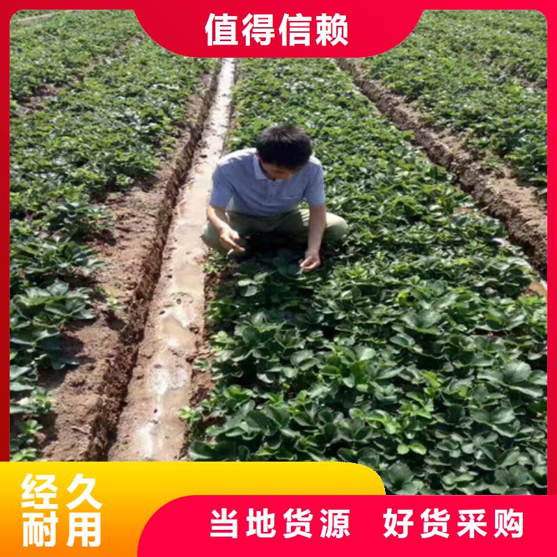 呼和浩特寧玉草莓苗品種多價(jià)格低