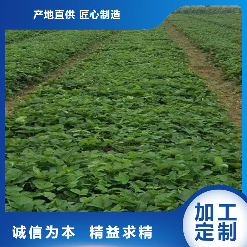 隋珠草莓苗基地出售同城生产商