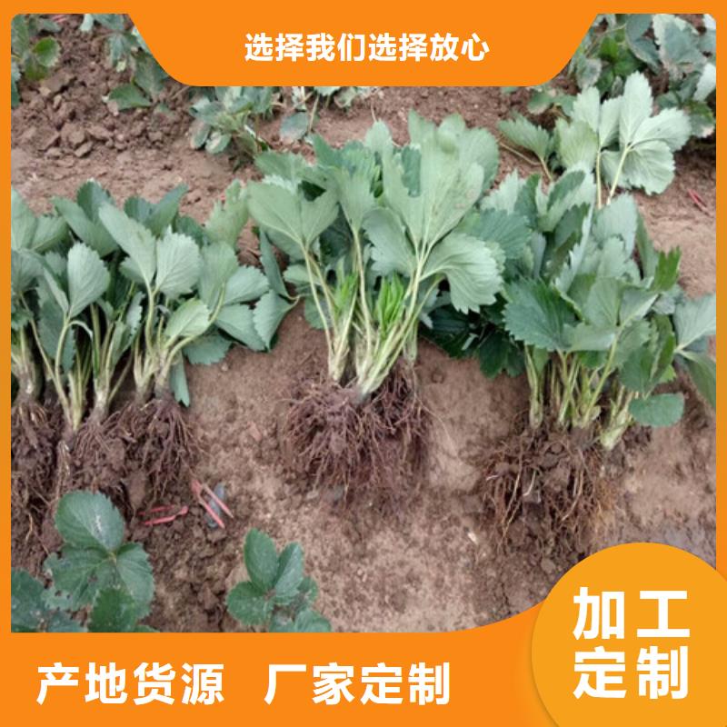 草莓苗 花椒樹苗批發(fā)價(jià)格同城經(jīng)銷商