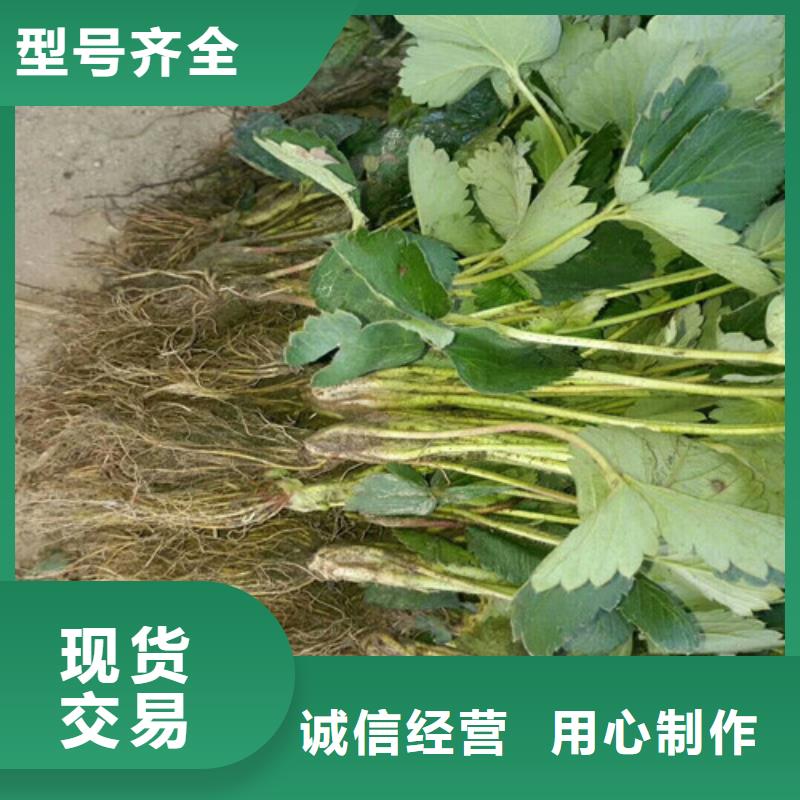 呼和浩特寧玉草莓苗品種多價(jià)格低