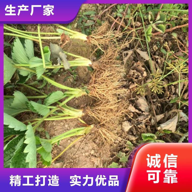 【草莓苗】梨树苗基地海量现货当地生产商