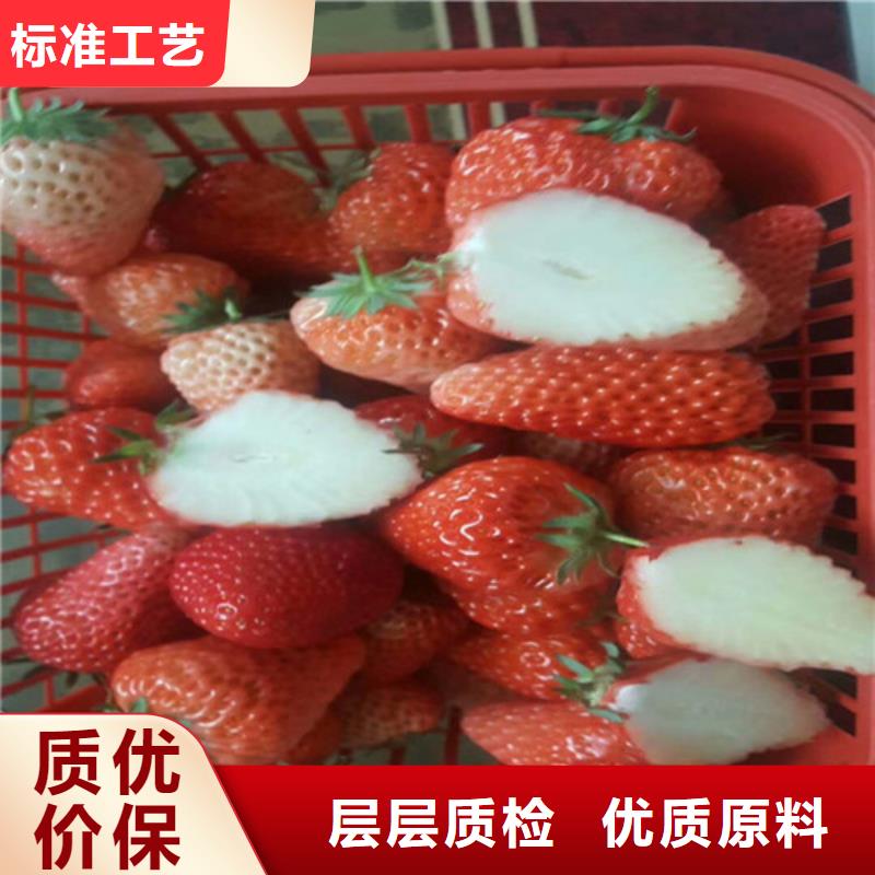 隋珠草莓苗哪里有本地品牌