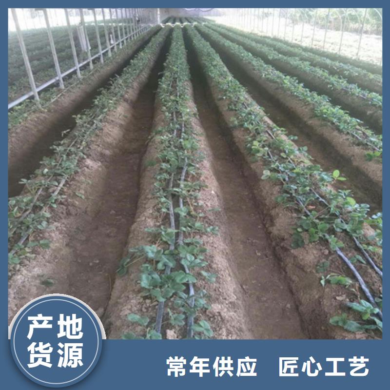 选隋珠草莓苗全国统一价专注产品质量与服务