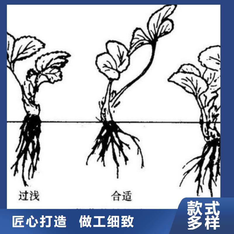 二代草莓苗批发专注产品质量与服务