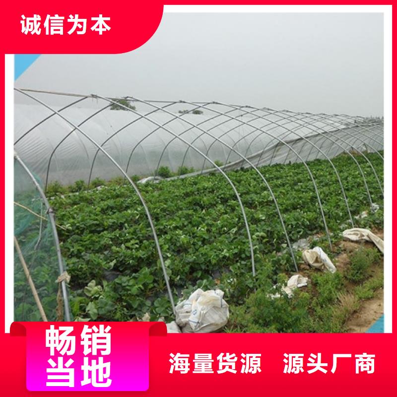 宝应妙香草莓苗型号齐全