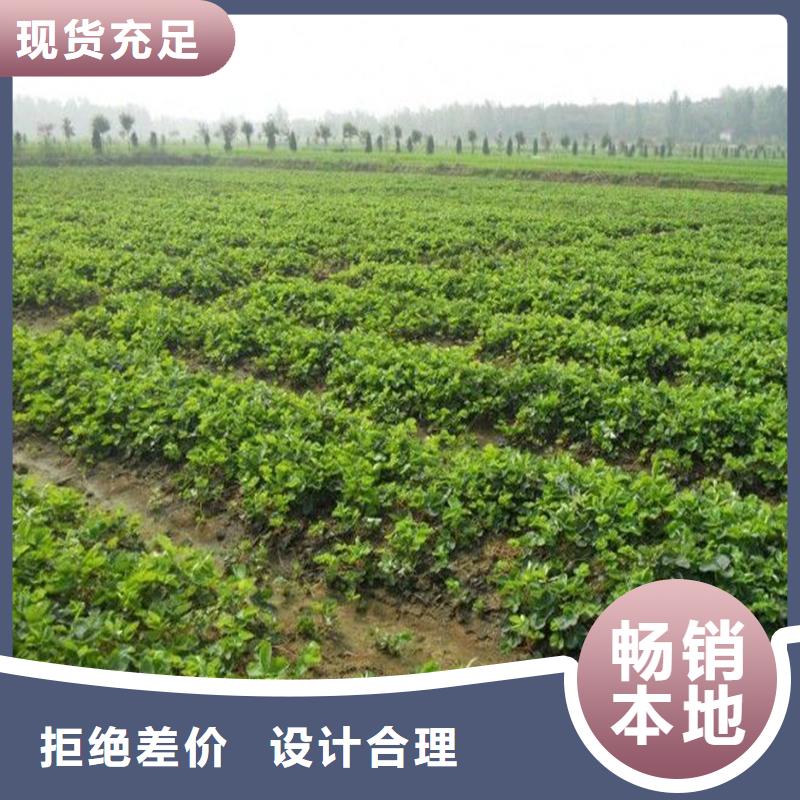 出售紅顏草莓苗，紅顏草莓苗低價(jià)批發(fā)極速發(fā)貨