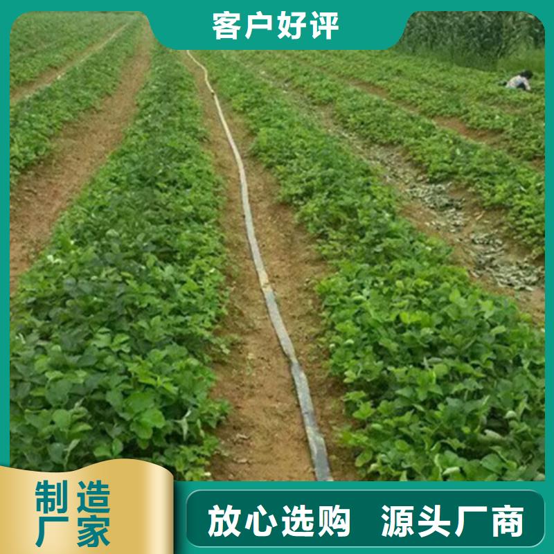呼和浩特寧玉草莓苗品種多價(jià)格低