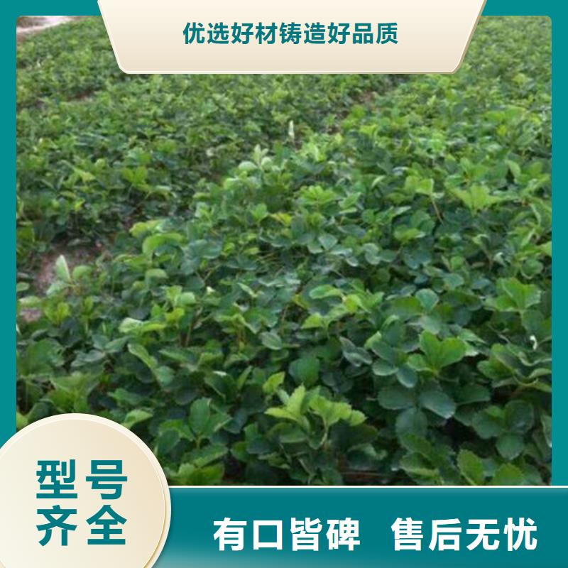 質(zhì)量好的隋珠草莓苗廠家排名質(zhì)量層層把關(guān)