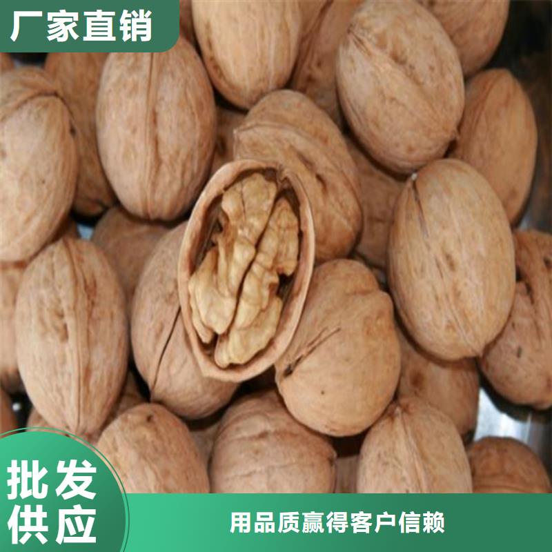 核桃苗大棚草莓苗品质之选现货采购
