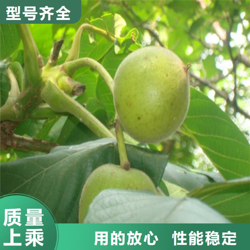 核桃苗_青蘋果樹苗型號全價格低使用方法