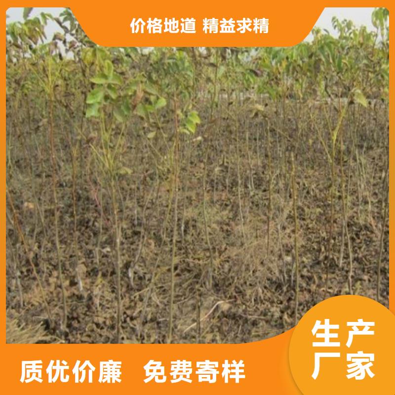 【核桃苗】桃树苗免费询价核心技术