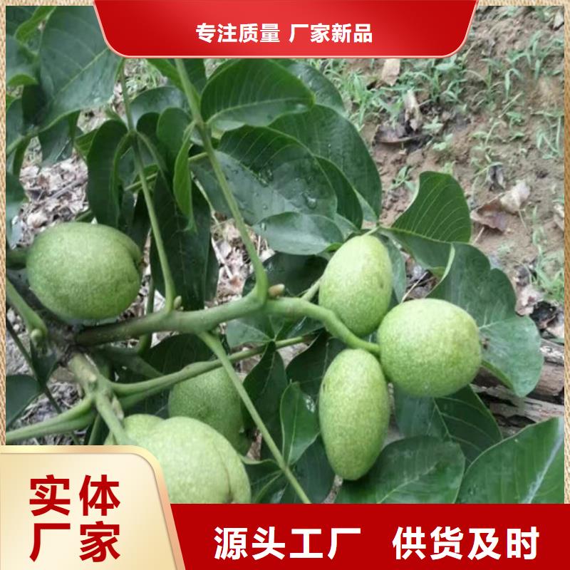 核桃苗吉塞拉6號(hào)砧木擁有多家成功案例本地經(jīng)銷商