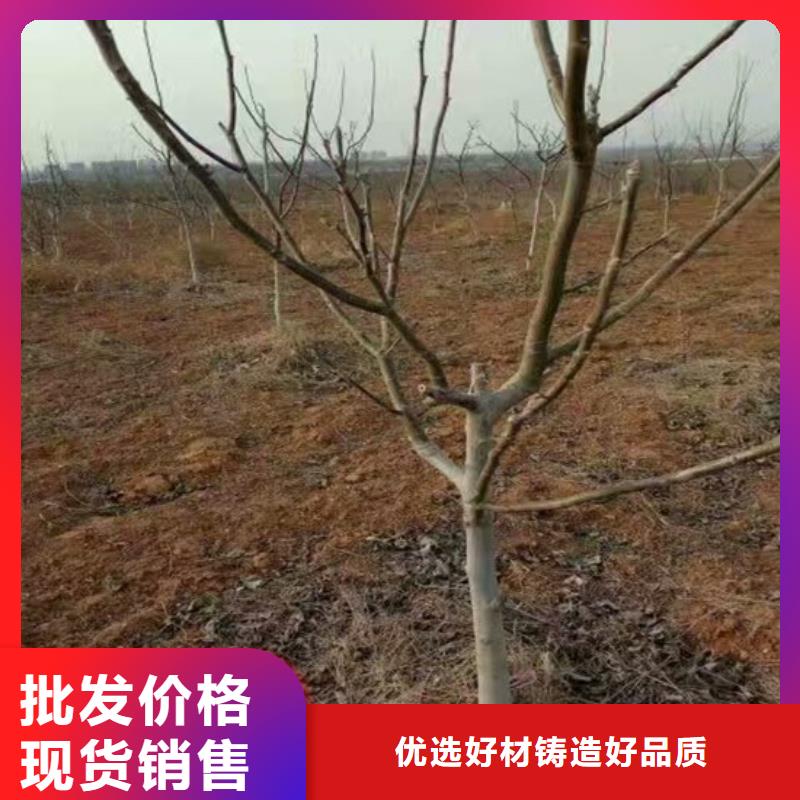 核桃苗-桃樹苗滿足多種行業(yè)需求客戶滿意度高