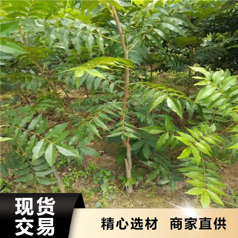 核桃苗吉塞拉6号砧木打造行业品质海量现货直销