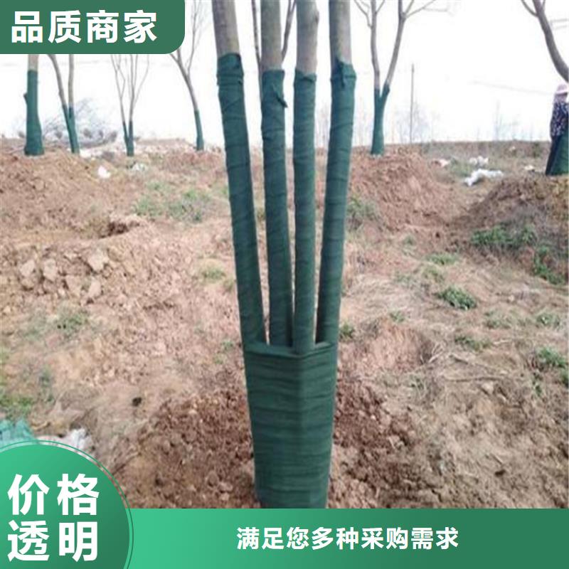 洛陽市包樹布
