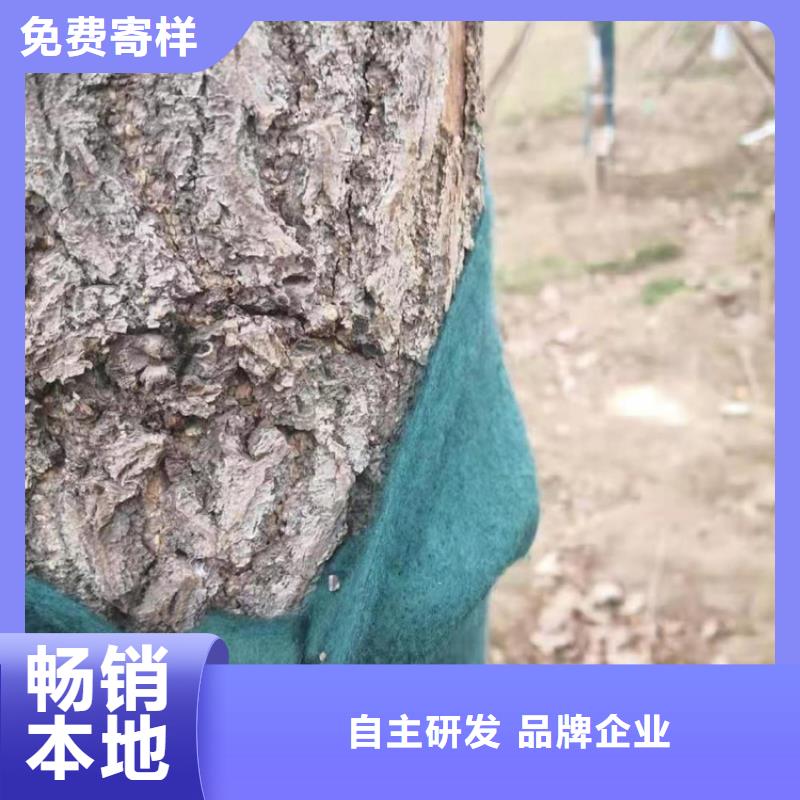 大树缠树布货源报价