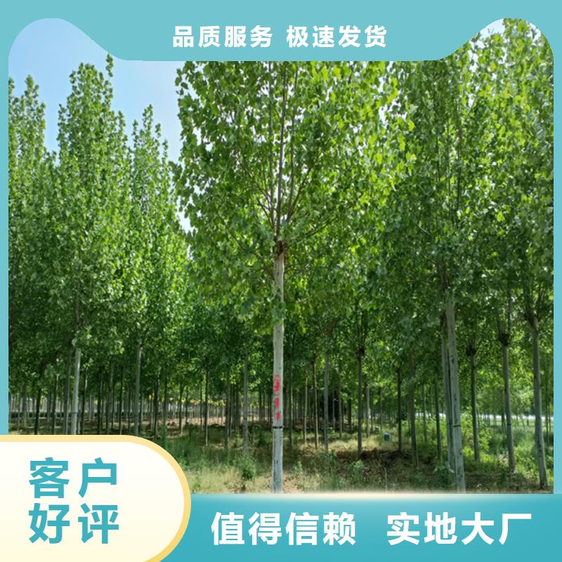  法桐嚴(yán)格把控質(zhì)量當(dāng)?shù)亟?jīng)銷商