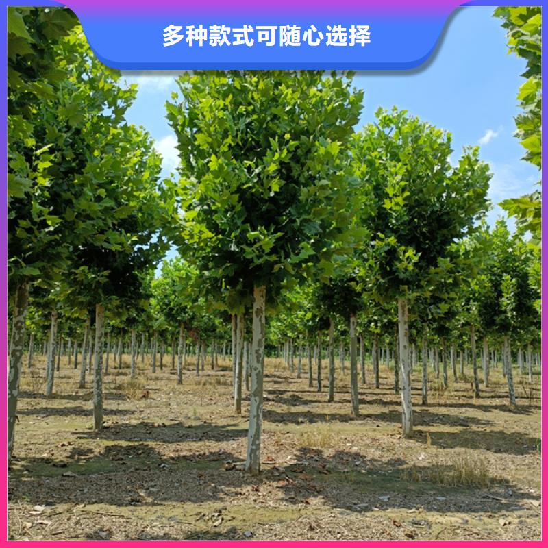 法桐種類豐富極速發(fā)貨