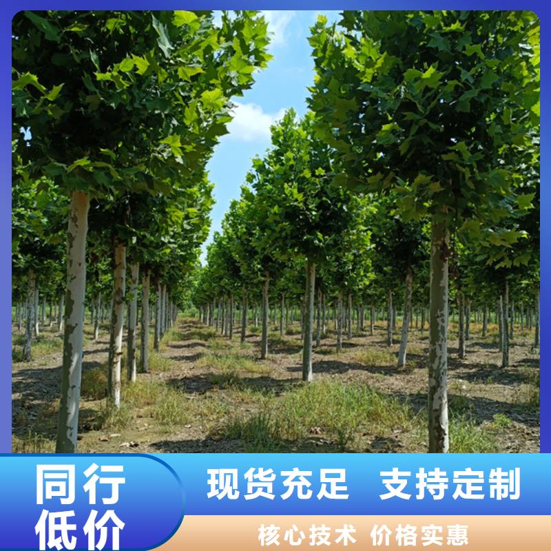 15公分法桐包邮本地范围制造商