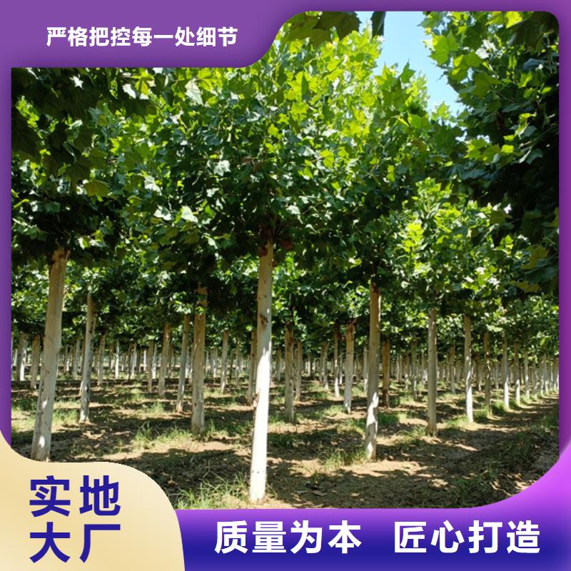 法桐应用广泛厂家工艺先进