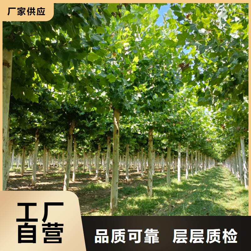 【法桐国槐匠心打造】选择我们没错