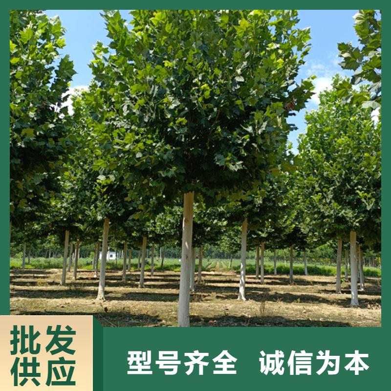 【法桐】国槐欢迎来厂考察敢与同行比价格
