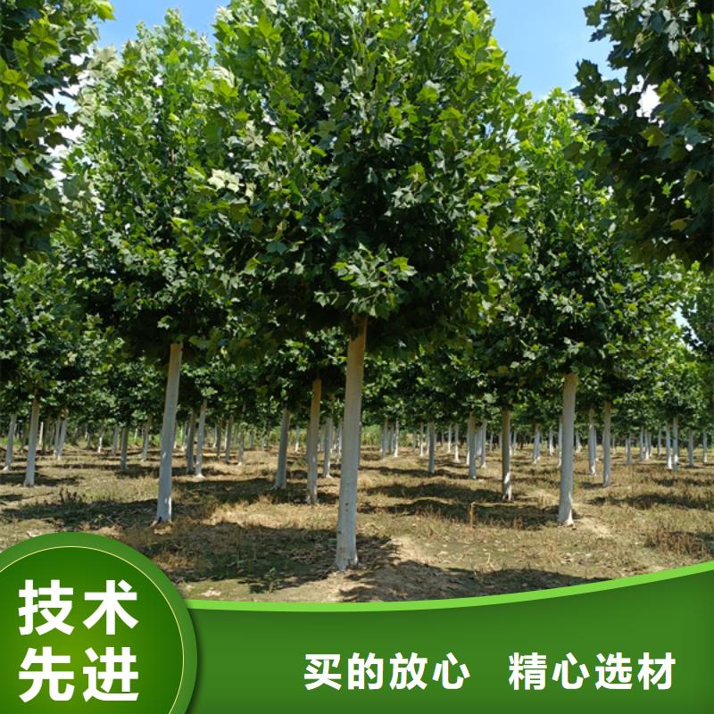 法桐黄金槐厂家直营主推产品