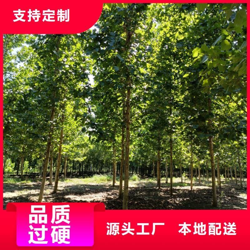 【法桐】北京栾质量牢靠实力雄厚品质保障