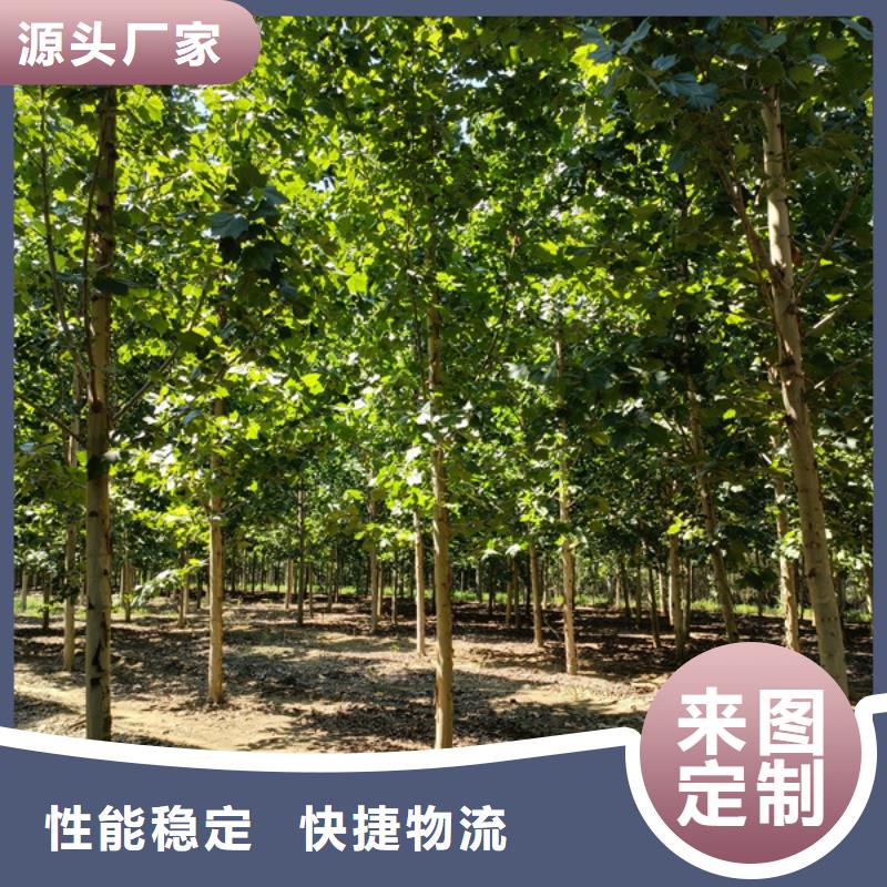 15公分法桐价格欢迎电询法桐细节决定品质