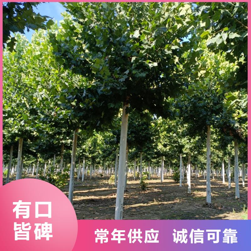 法桐【國槐】品質(zhì)優(yōu)選供貨及時